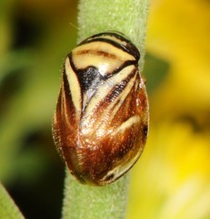 Clastoptera saintcyri