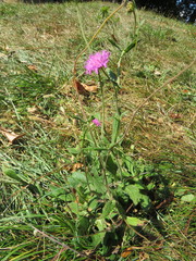 Knautia transalpina