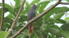 Thamnophilus palliatus