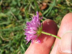 Knautia transalpina