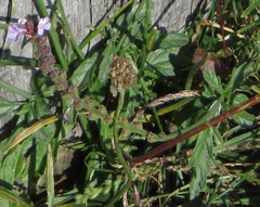 Verbena officinalis