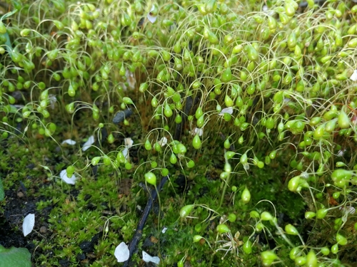 skrutok vlahojavný (Funaria hygrometrica)