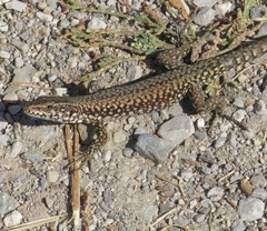 Podarcis muralis