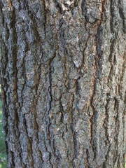 Quercus velutina