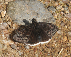 Erynnis juvenalis clitus