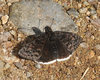 Clitus Duskywing - Photo (c) Roger Rittmaster, some rights reserved (CC BY-NC), uploaded by Roger Rittmaster