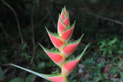 Heliconia wagneriana image