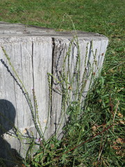 Verbena officinalis