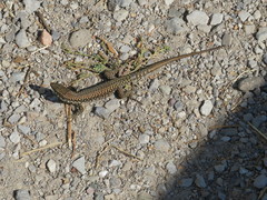 Podarcis muralis