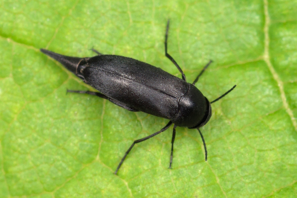 Mordellistena brevicauda
