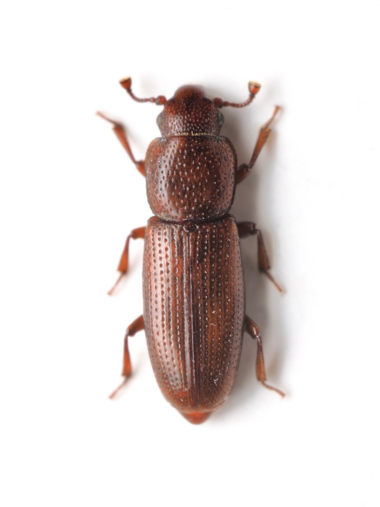 Rhizophagus cribratus