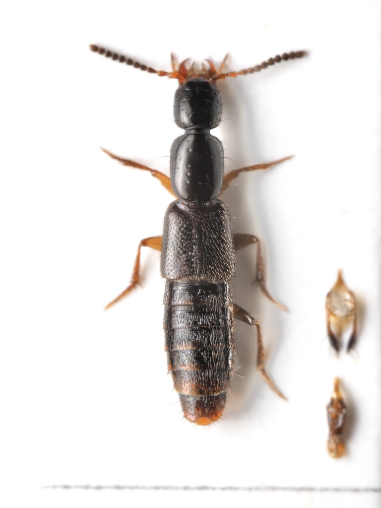 Gabrius splendidulus