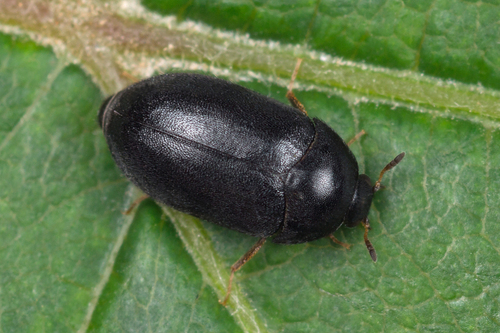 Schaeffer's Carpet Beetle