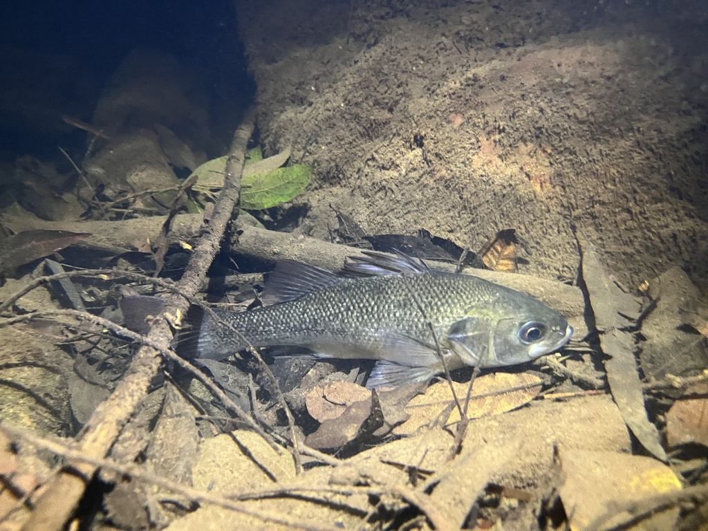 Australian bass (Macquaria novemaculeata) — Percichthyidae