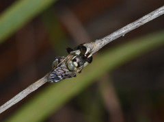 Copestylum tamaulipanum