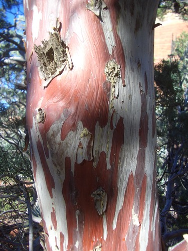Smooth Arizona cypress (Hesperocyparis glabra)