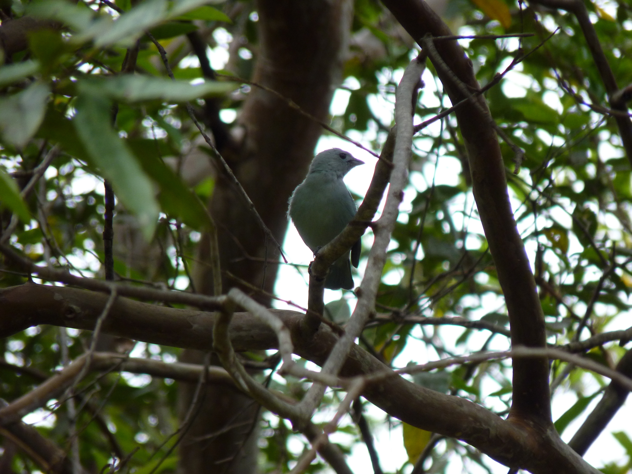 Thraupis episcopus image