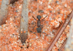 Cyphomyrmex rimosus