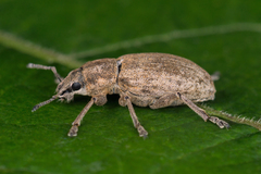 Tanymecus palliatus