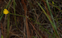 Croptilon hookerianum