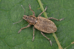 Tanymecus palliatus