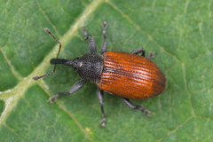 Dorytomus dorsalis