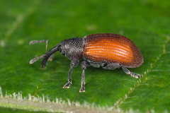 Dorytomus dorsalis