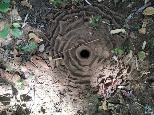 Indian harvester ant