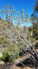 Dendromecon harfordii