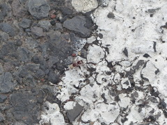 Pseudomethoca contumax