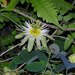 Passiflora arbelaezii - Photo (c) Miguel Molinari, some rights reserved (CC BY-SA)
