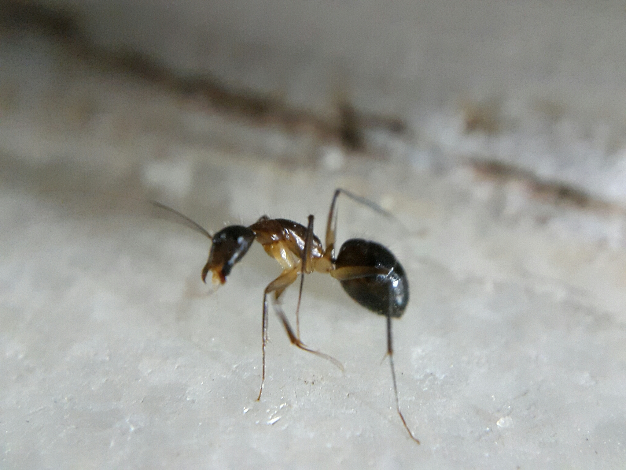Camponotus lamarckii