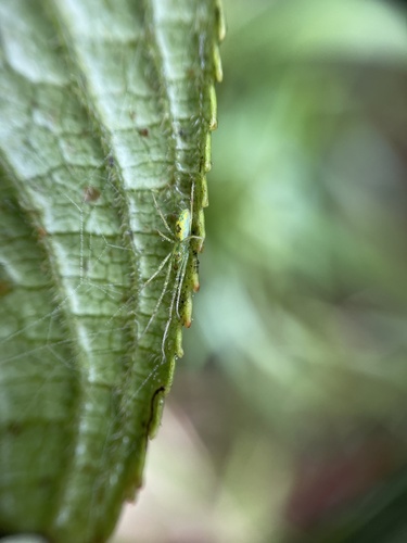 Tetragnatha polychromata observed 2023-03-15