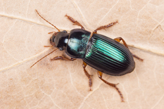 Harpalus rubripes