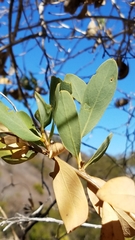 Dendromecon harfordii