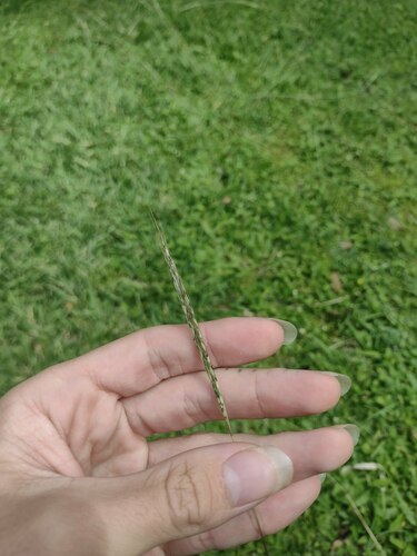 Bothriochloa macra observed 2023-04-19