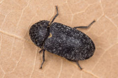 Dermestes murinus