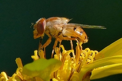 Copestylum sexmaculatum