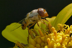 Copestylum sexmaculatum