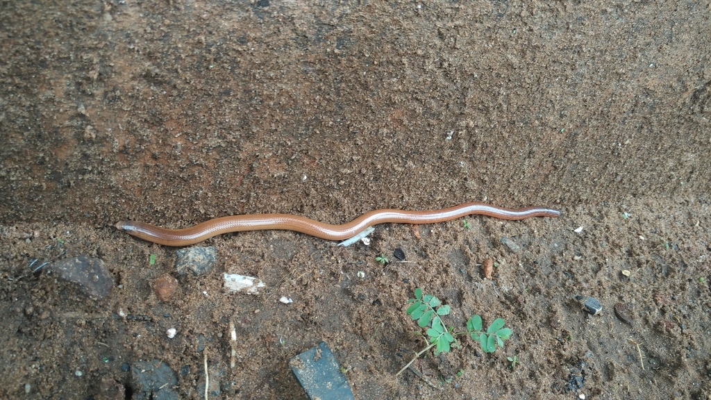 Russell's Legless Skink