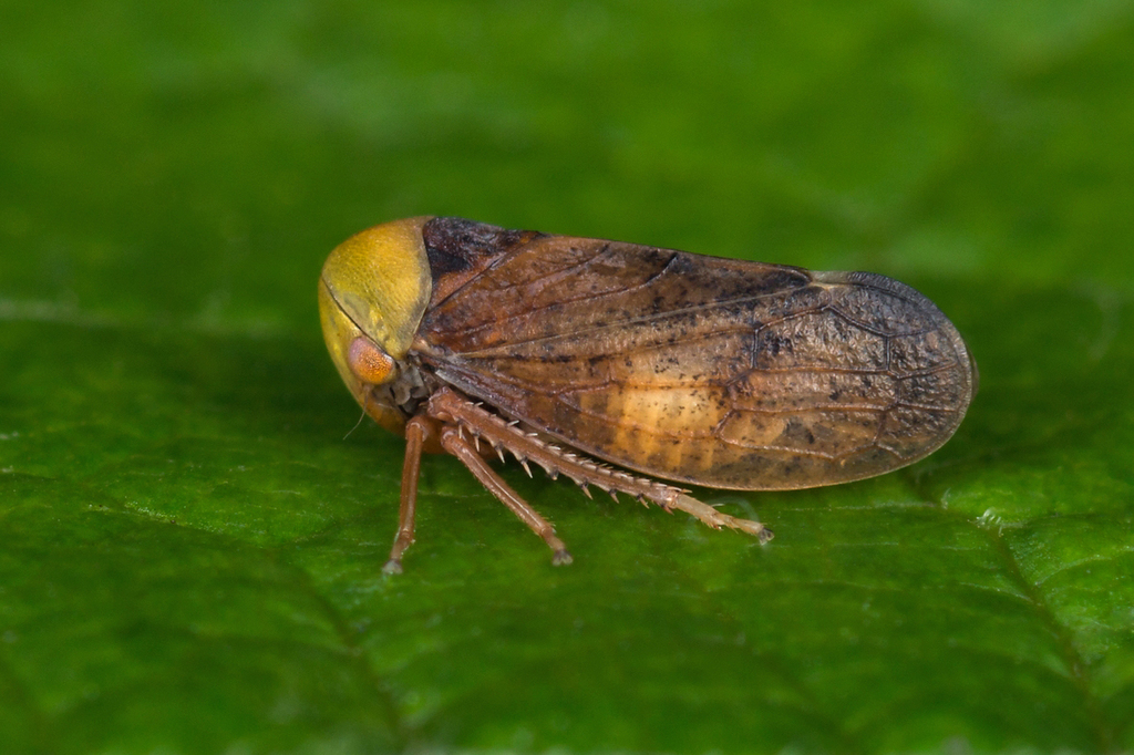 lime leafhopper