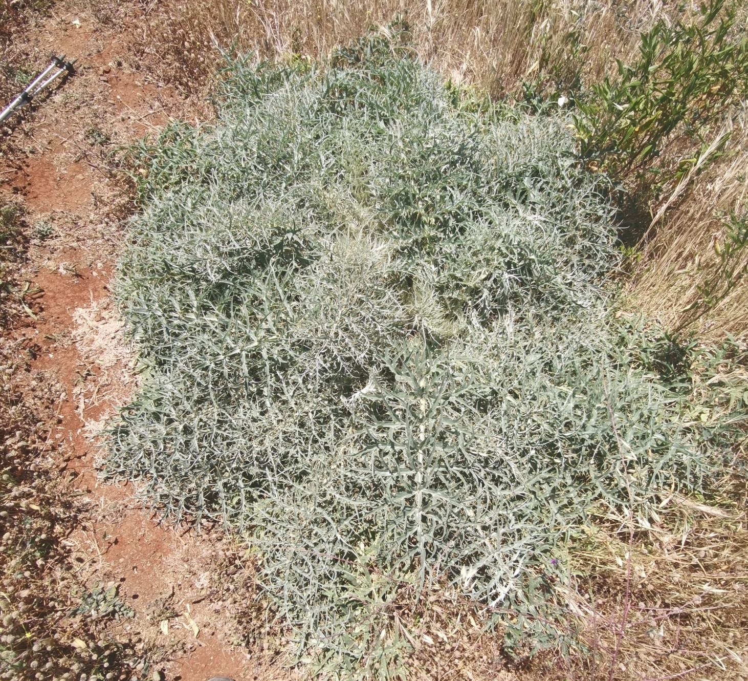 Cardo de huerta