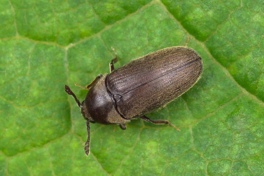 Trixagus dermestoides