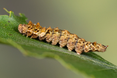 Falcaria lacertinaria