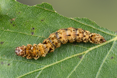 Falcaria lacertinaria