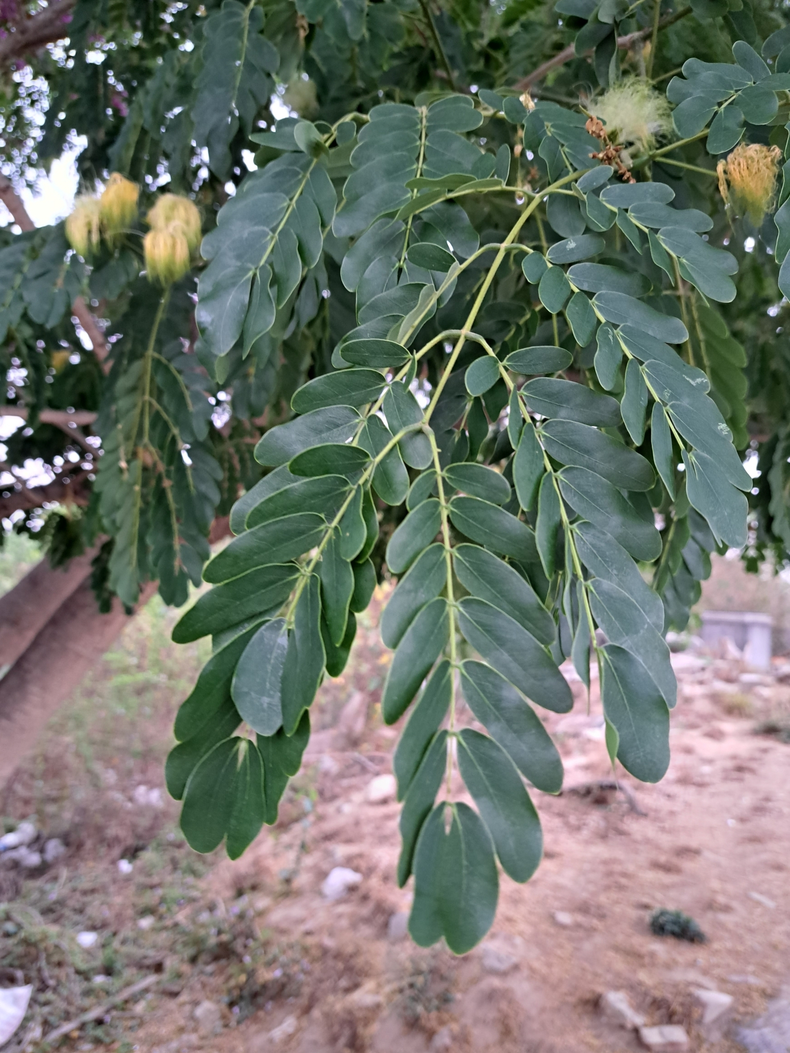 Albizia lebbeck (L.) Benth.