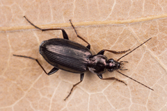 Agonum gracilipes