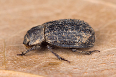 Trox scaber
