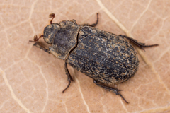 Trox scaber