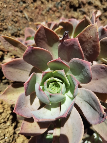 Image of Aeonium davidbramwellii by no rights reserved